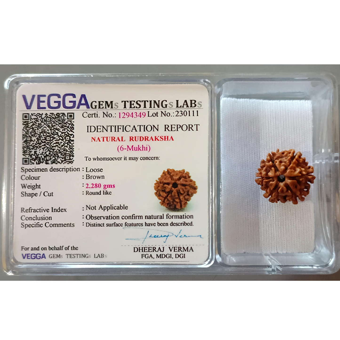 6 Mukhi Rudraksha [Certified | Abhimantrit - Energized | 100% Original and Natural]