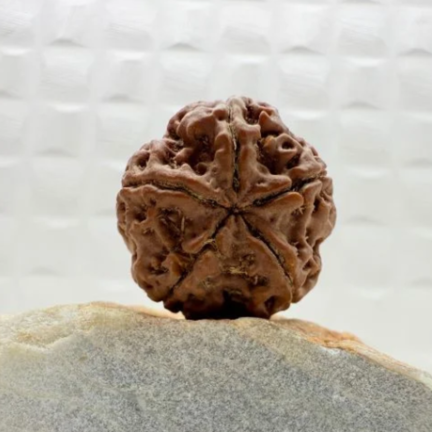6 Mukhi Rudraksha [Certified | Abhimantrit - Energized | 100% Original and Natural]