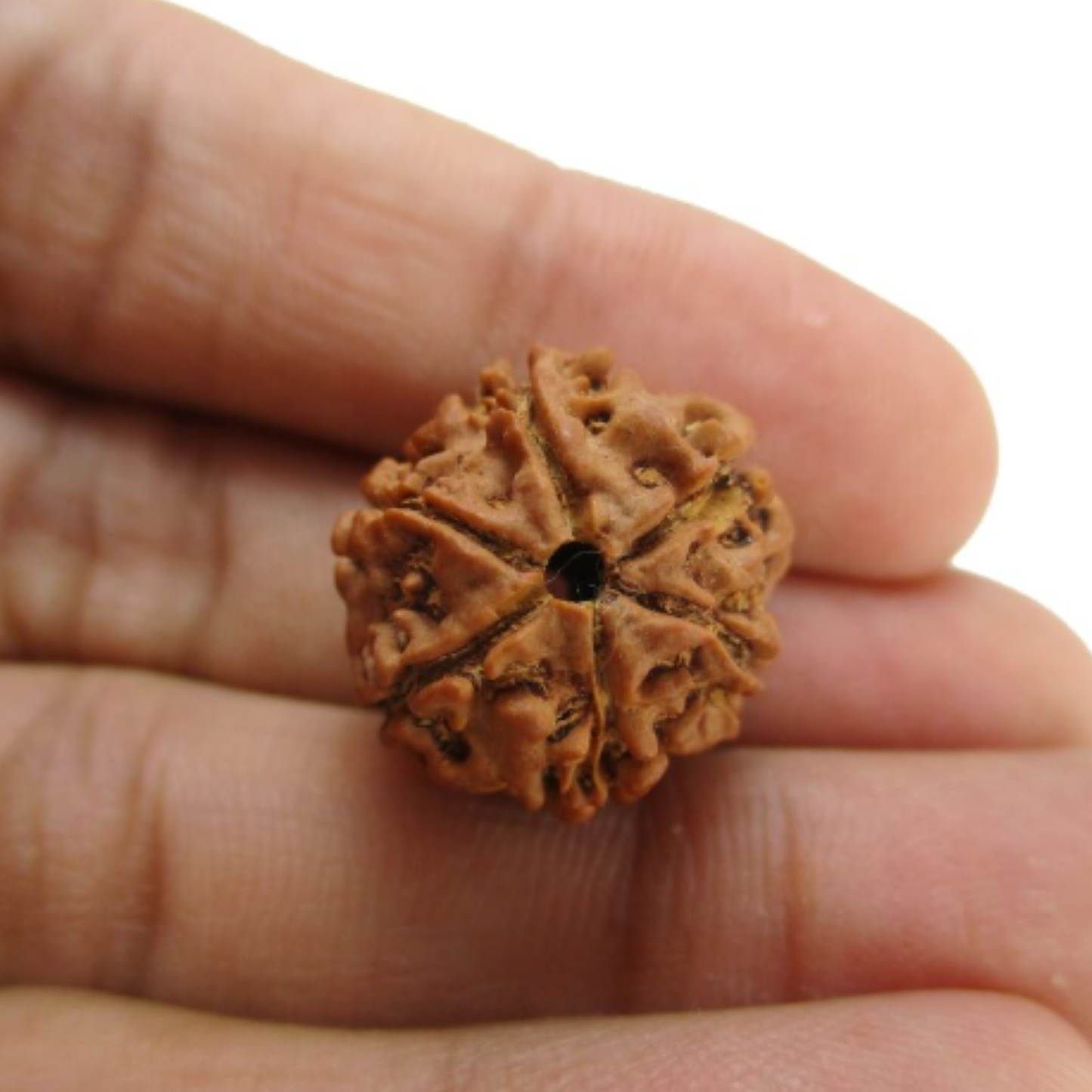 6 Mukhi Rudraksha [Certified | Abhimantrit - Energized | 100% Original and Natural]