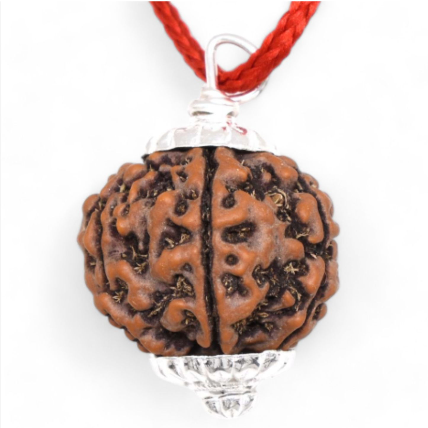 6 Mukhi Rudraksha [Certified | Abhimantrit - Energized | 100% Original and Natural]