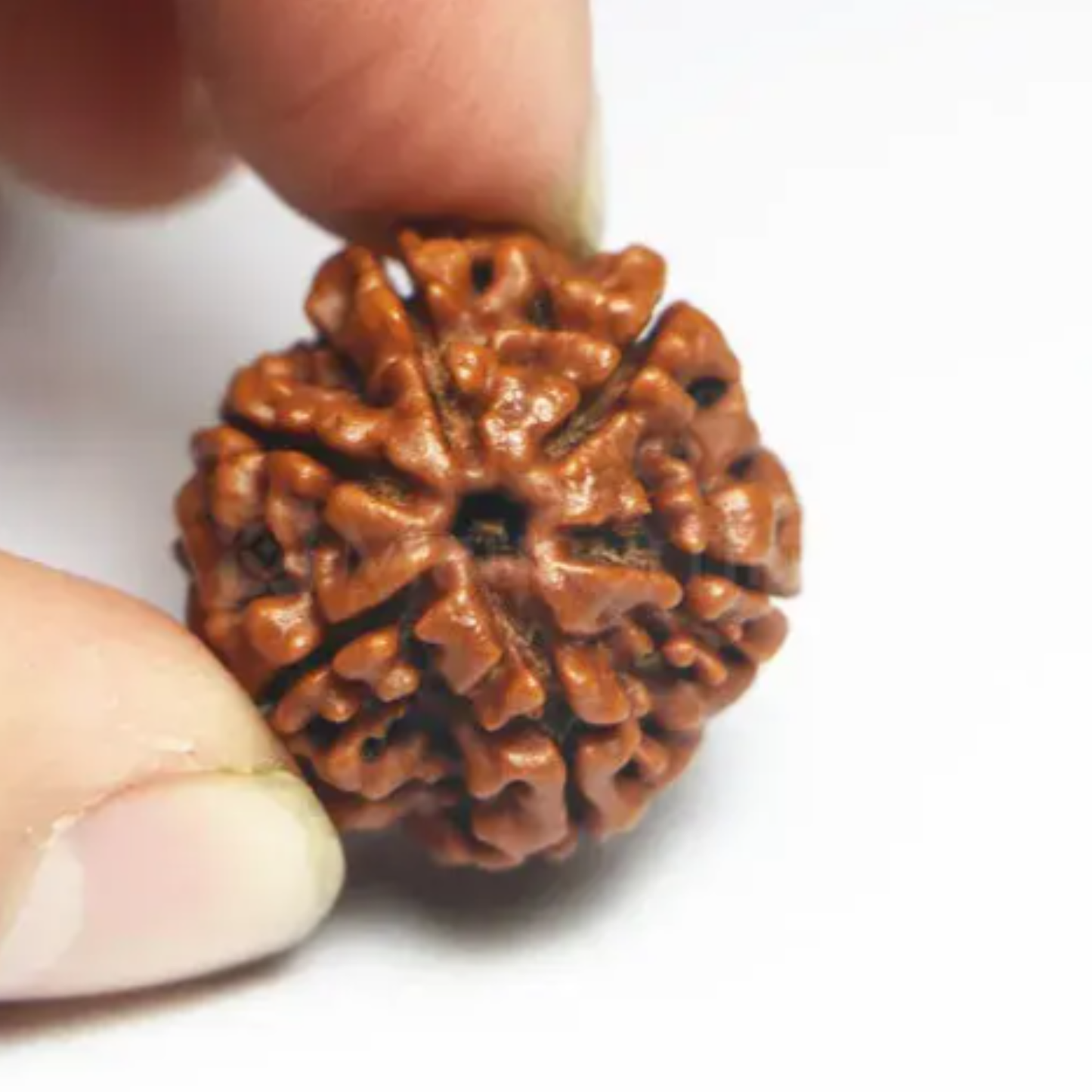 6 Mukhi Rudraksha [Certified | Abhimantrit - Energized | 100% Original and Natural]