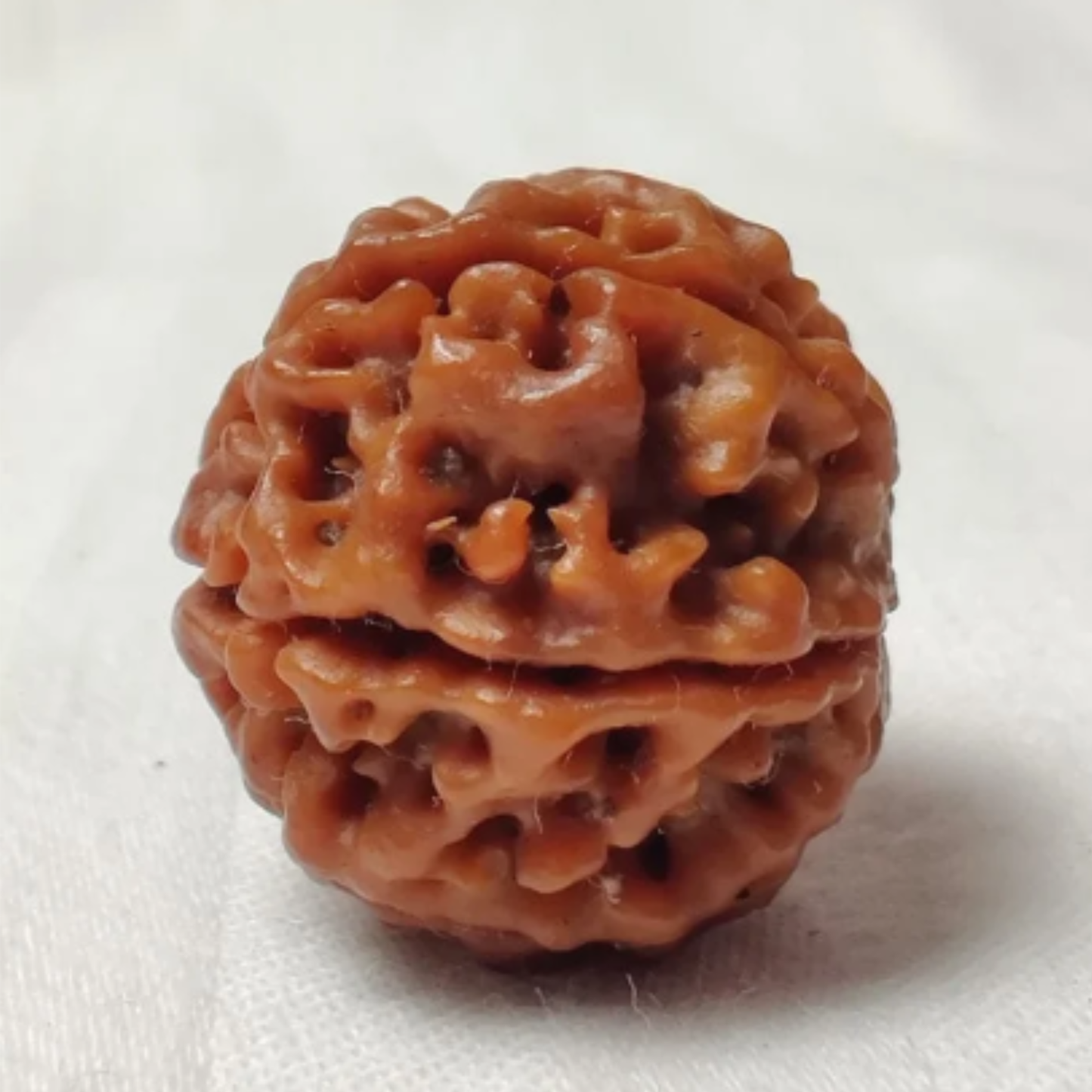 6 Mukhi Rudraksha [Certified | Abhimantrit - Energized | 100% Original and Natural]