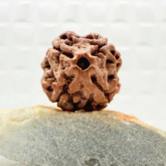 4 Mukhi Rudraksha [Certified | Abhimantrit - Energized | 100% Original and Natural]