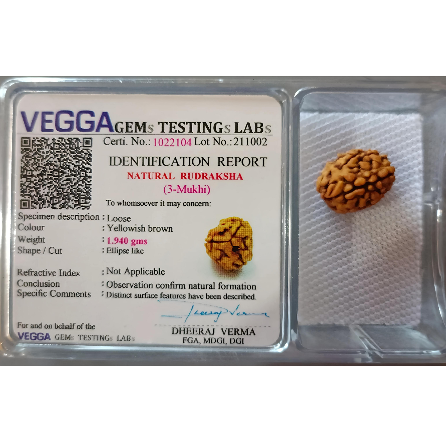 3 Mukhi Nepali Rudraksha [Certified | Abhimantrit - Energized | 100% Original and Natural]
