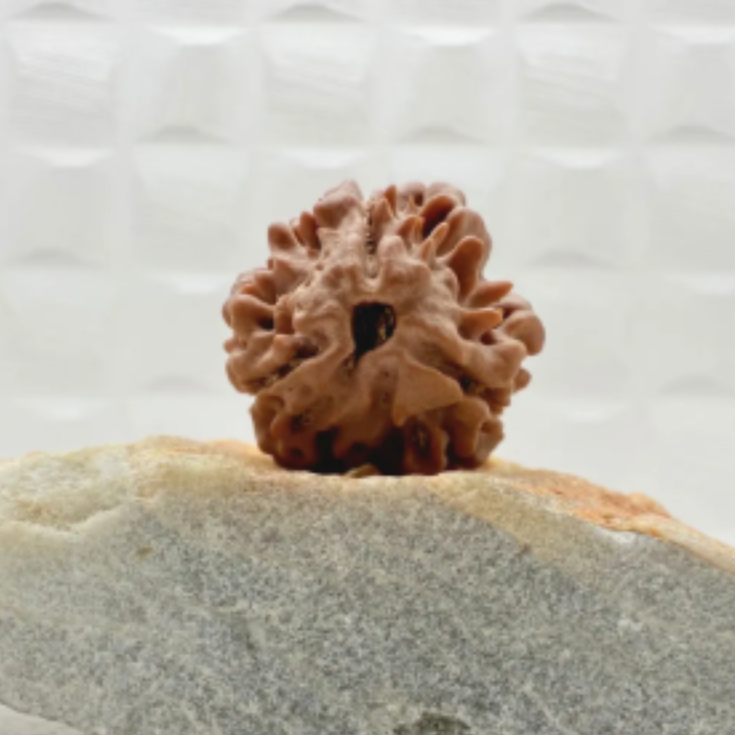 3 Mukhi Nepali Rudraksha [Certified | Abhimantrit - Energized | 100% Original and Natural]