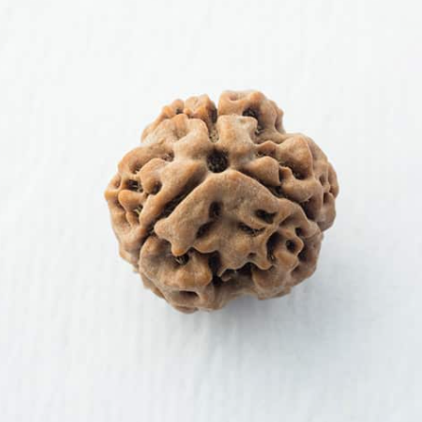 3 Mukhi Nepali Rudraksha [Certified | Abhimantrit - Energized | 100% Original and Natural]