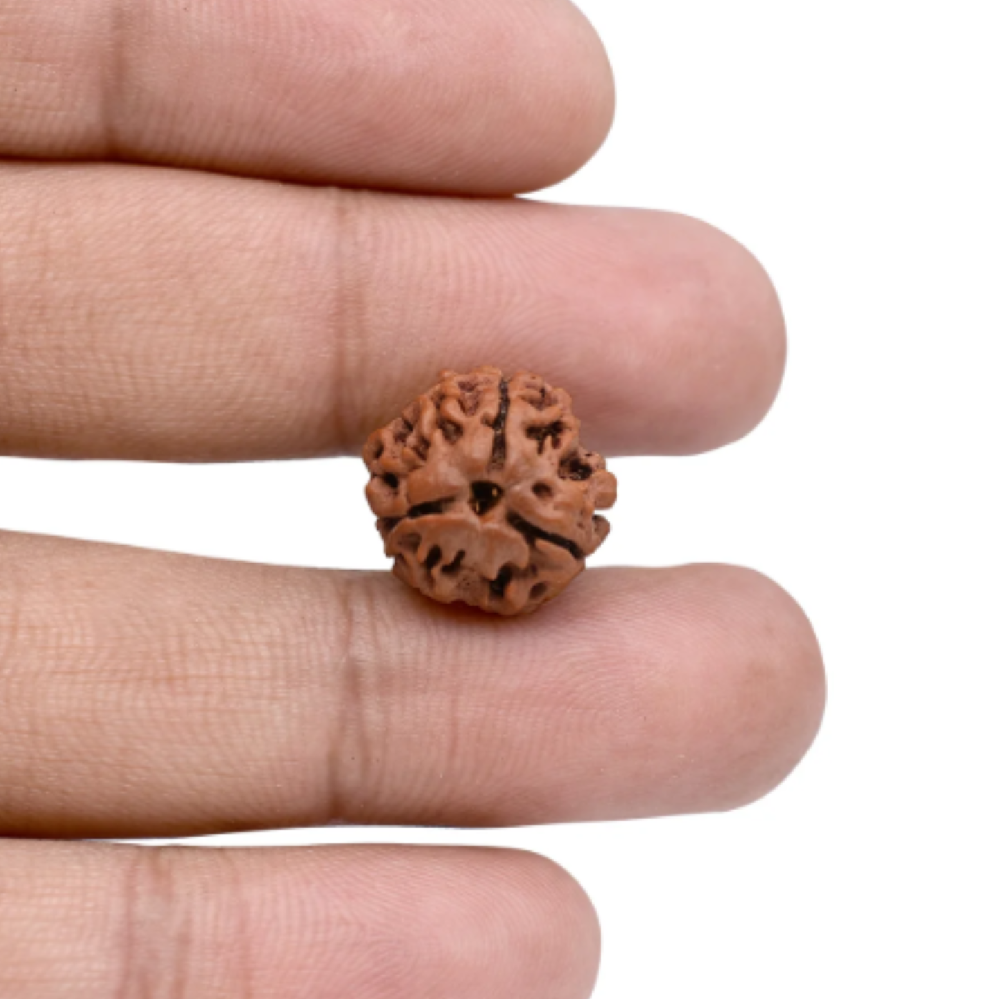3 Mukhi Nepali Rudraksha [Certified | Abhimantrit - Energized | 100% Original and Natural]