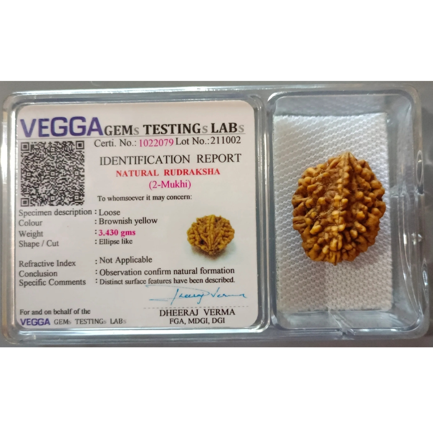 2 Mukhi Nepali Rudraksha [Certified | Abhimantrit - Energized | 100% Original and Natural]