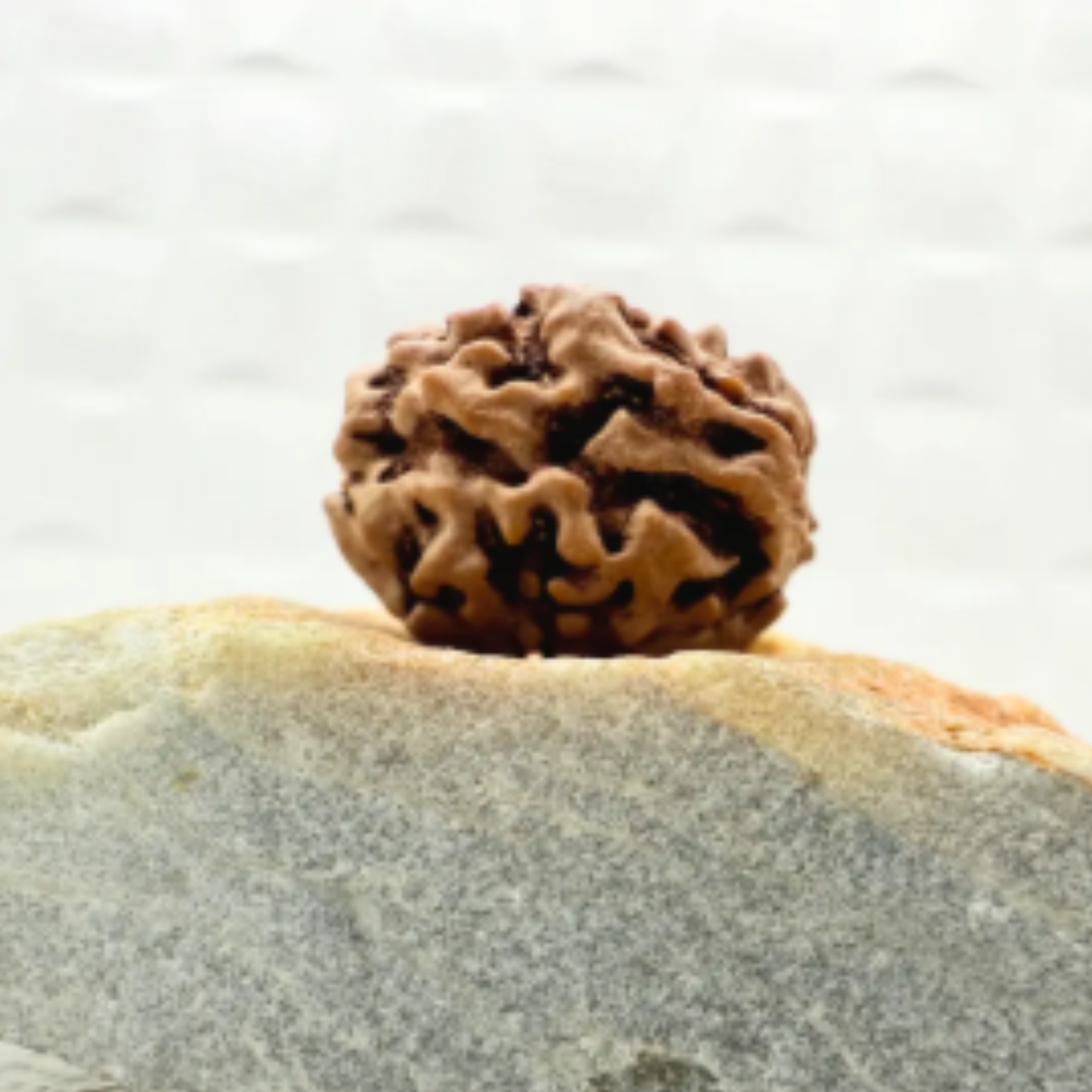 2 Mukhi Nepali Rudraksha [Certified | Abhimantrit - Energized | 100% Original and Natural]