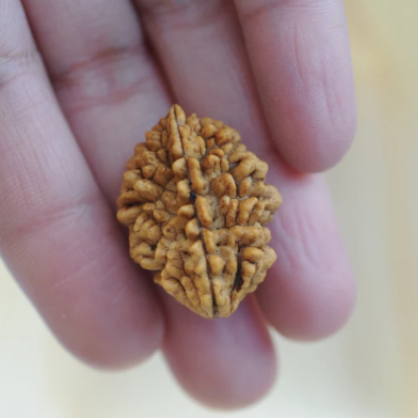 2 Mukhi Nepali Rudraksha [Certified | Abhimantrit - Energized | 100% Original and Natural]