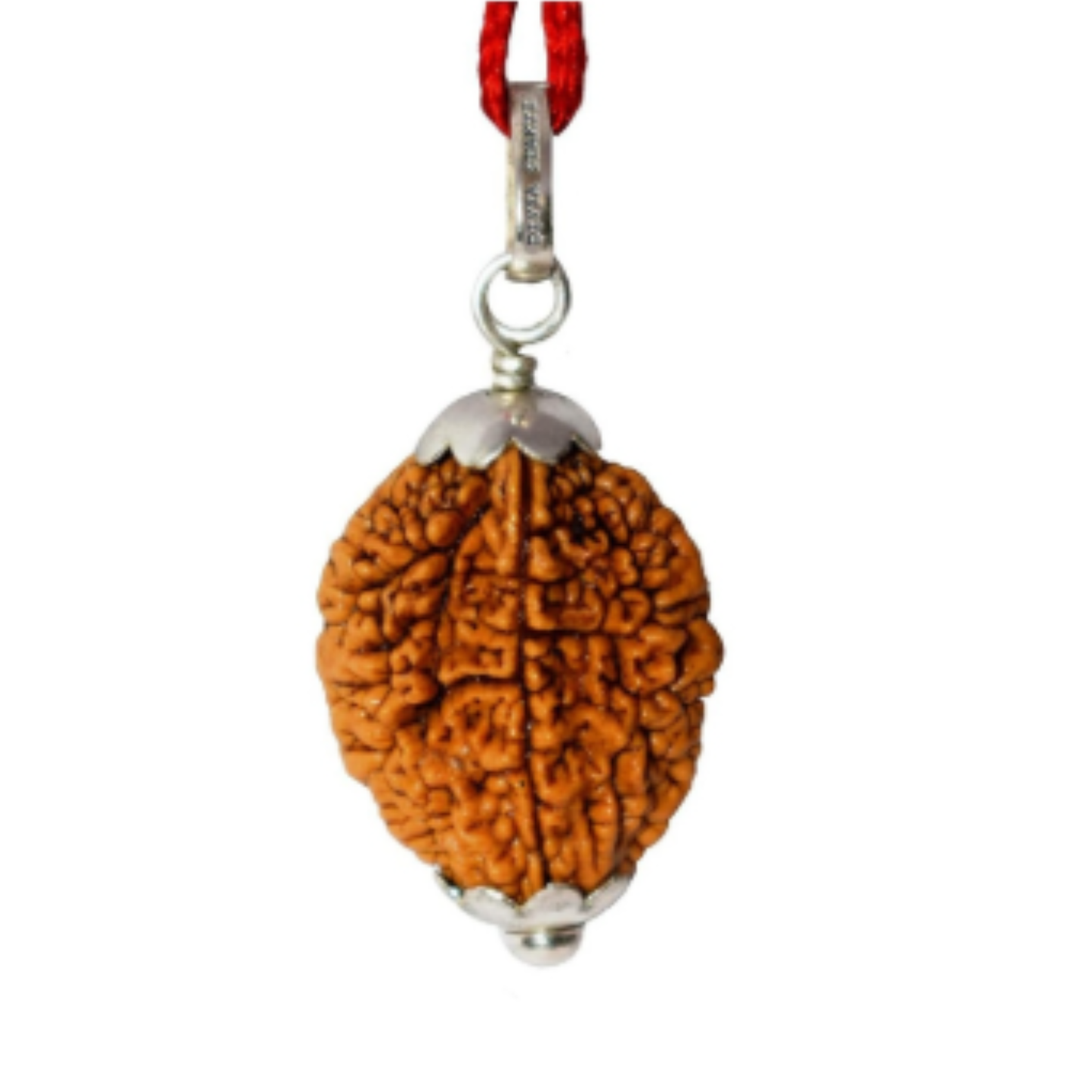 2 Mukhi Nepali Rudraksha [Certified | Abhimantrit - Energized | 100% Original and Natural]