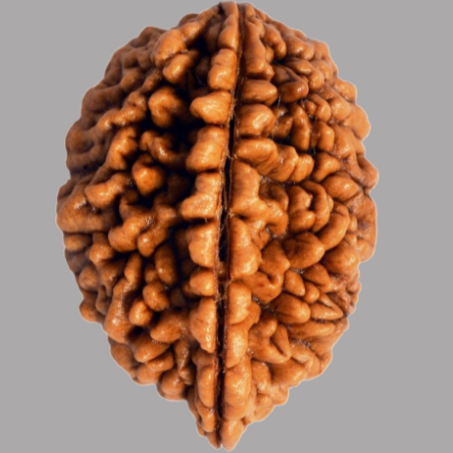 2 Mukhi Nepali Rudraksha [Certified | Abhimantrit - Energized | 100% Original and Natural]