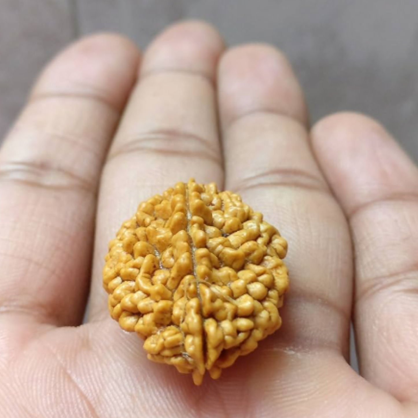 2 Mukhi Nepali Rudraksha [Certified | Abhimantrit - Energized | 100% Original and Natural]