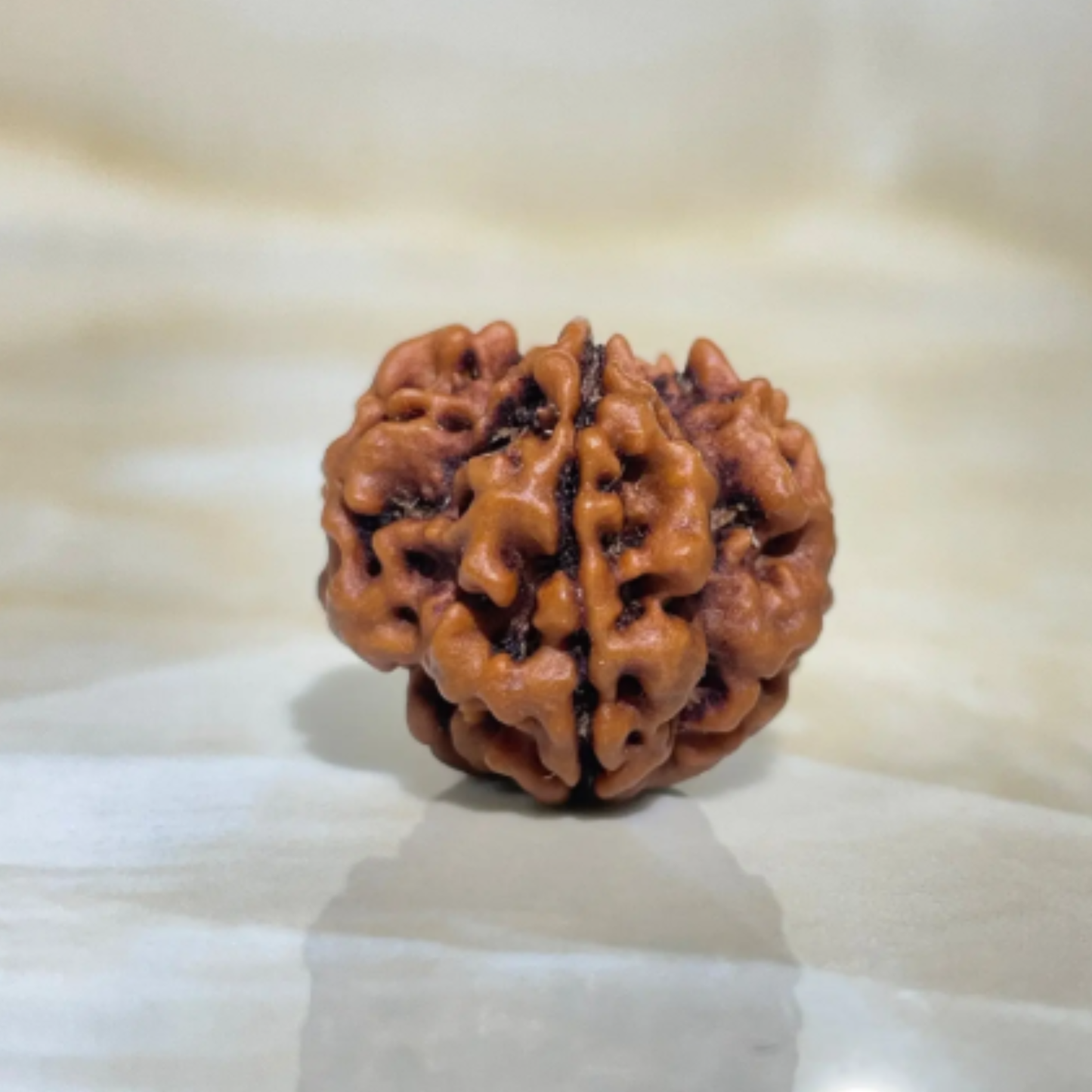 1 Mukhi Nepali Rudraksha [Certified | Abhimantrit - Energized | 100% Original and Natural]