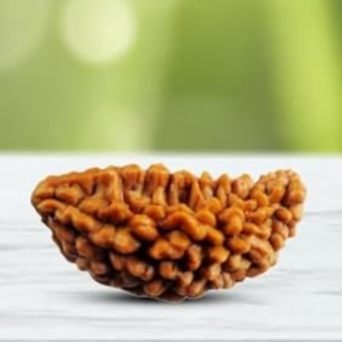 1 Mukhi Nepali Rudraksha [Certified | Abhimantrit - Energized | 100% Original and Natural]