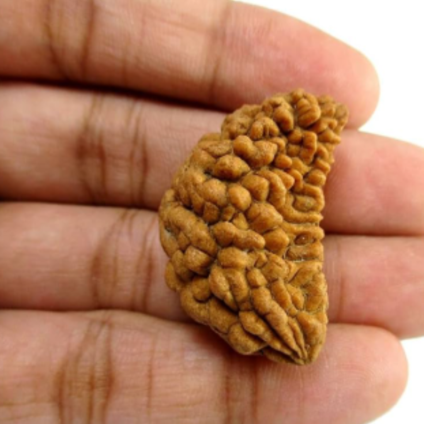 1 Mukhi Nepali Rudraksha [Certified | Abhimantrit - Energized | 100% Original and Natural]