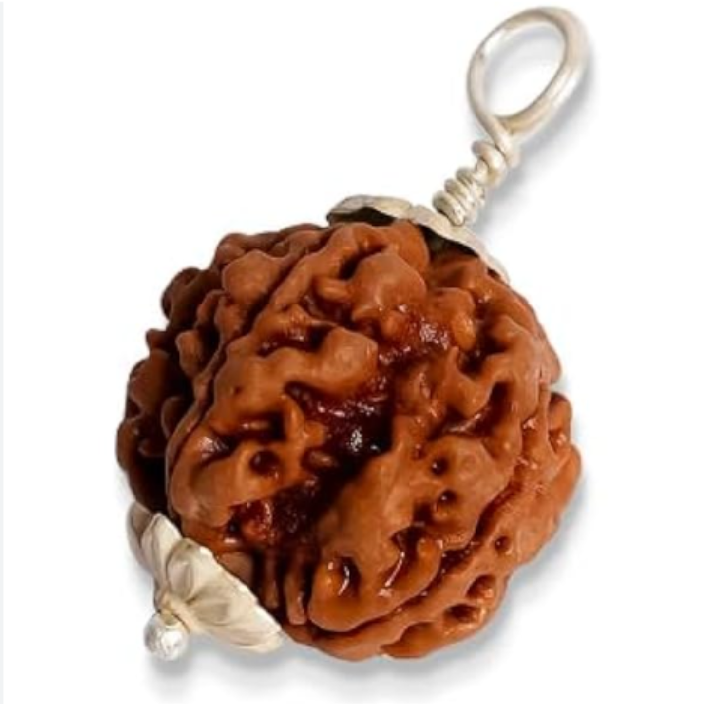 1 Mukhi Nepali Rudraksha [Certified | Abhimantrit - Energized | 100% Original and Natural]
