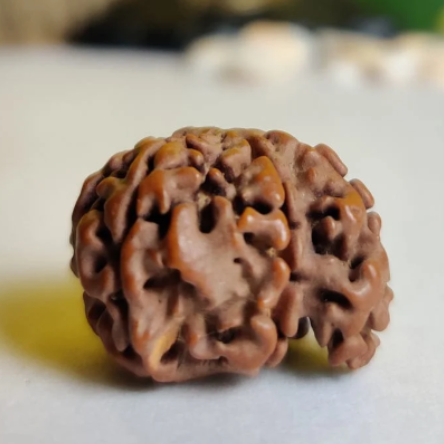 Ganesh Mukhi Rudraksha [Certified | Abhimantrit - Energized | 100% Original and Natural]