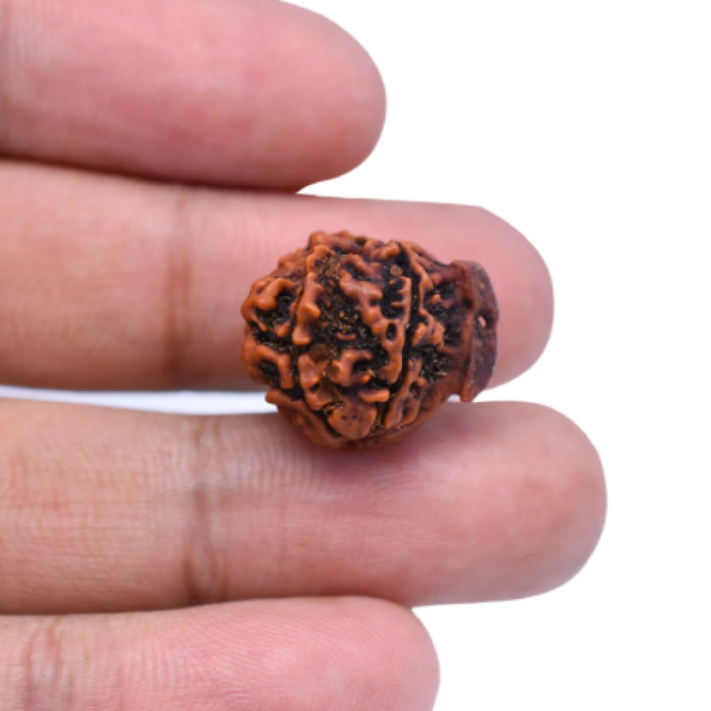 Ganesh Mukhi Rudraksha [Certified | Abhimantrit - Energized | 100% Original and Natural]