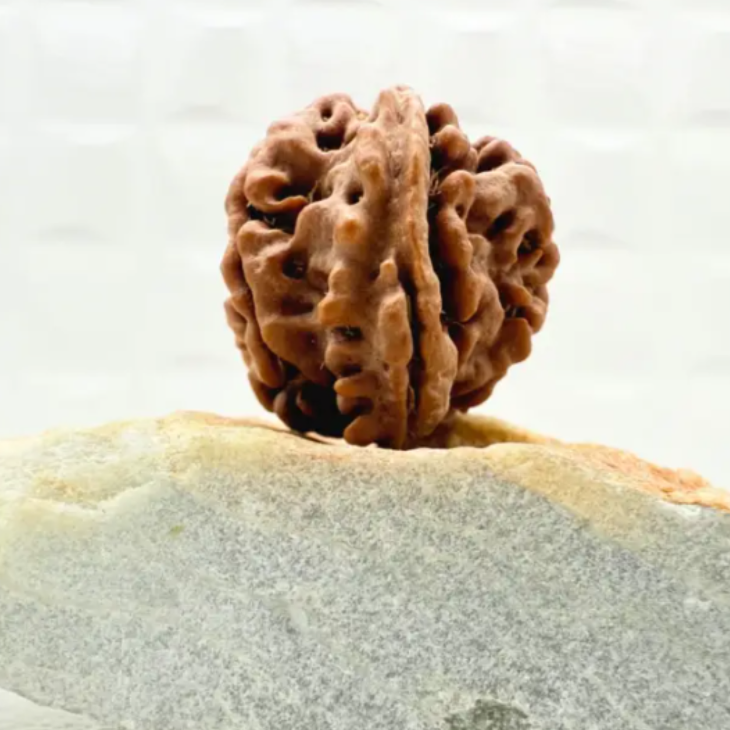 Ganesh Mukhi Rudraksha [Certified | Abhimantrit - Energized | 100% Original and Natural]