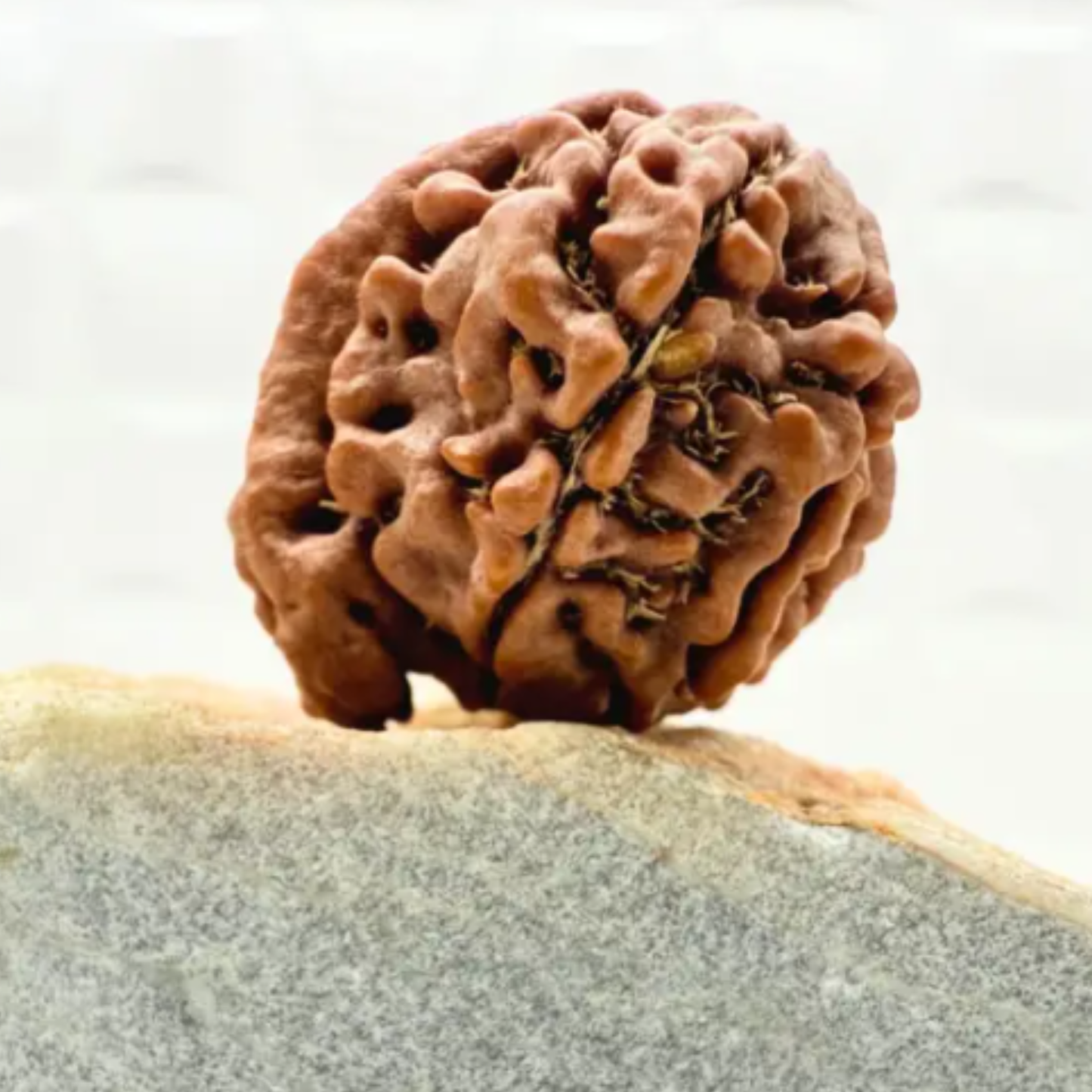 Ganesh Mukhi Rudraksha [Certified | Abhimantrit - Energized | 100% Original and Natural]