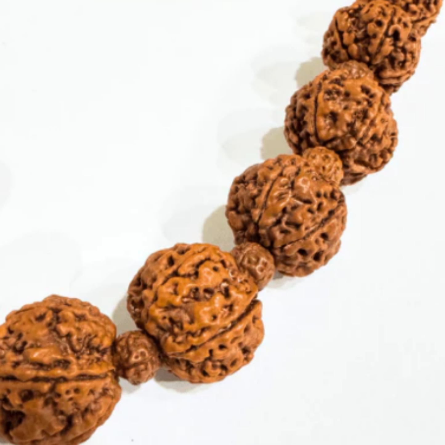 6 Mukhi Nepali Rudraksha (108+1) [Certified | Abhimantrit - Energized | 100% Original and Natural]