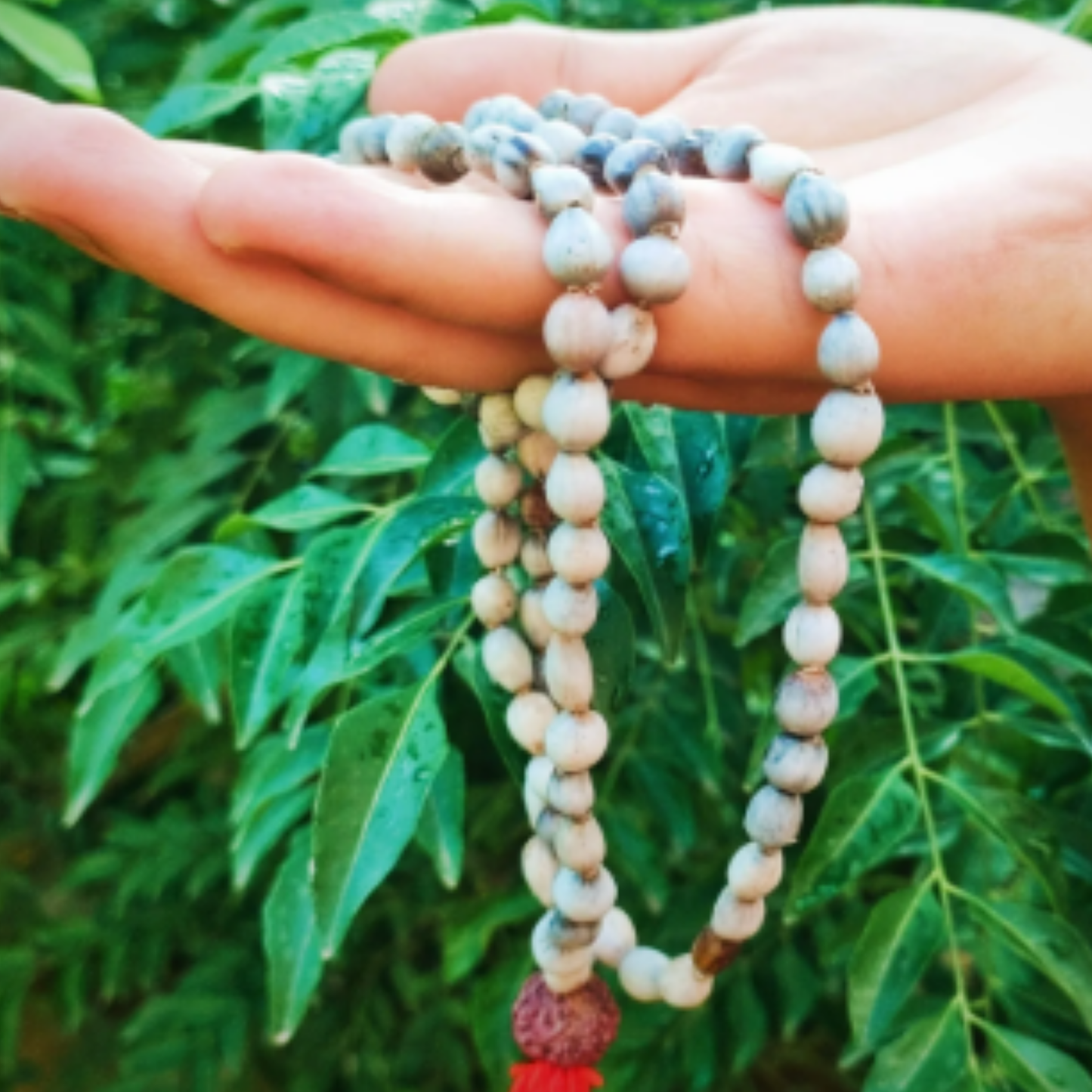 Vaijayanti Mala [Certified | Abhimantrit - Energized | 100% Original and Natural]