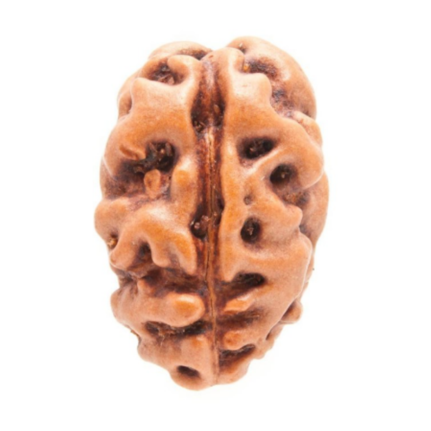2 Mukhi Rudraksha (Indonesia) Mala [Certified | Abhimantrit - Energized | 100% Original and Natural]