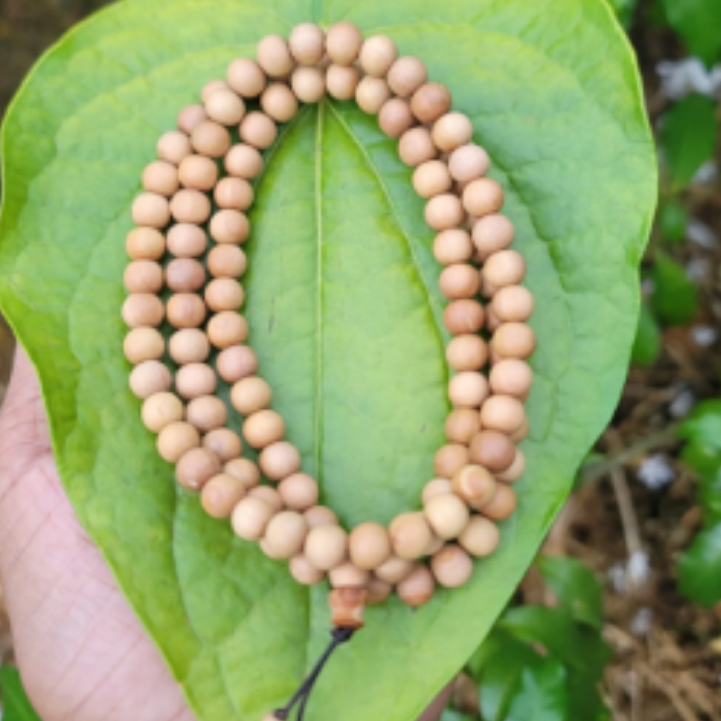 White Chandan(Sandalwood) Mala [Certified | Abhimantrit - Energized | 100% Original and Natural]