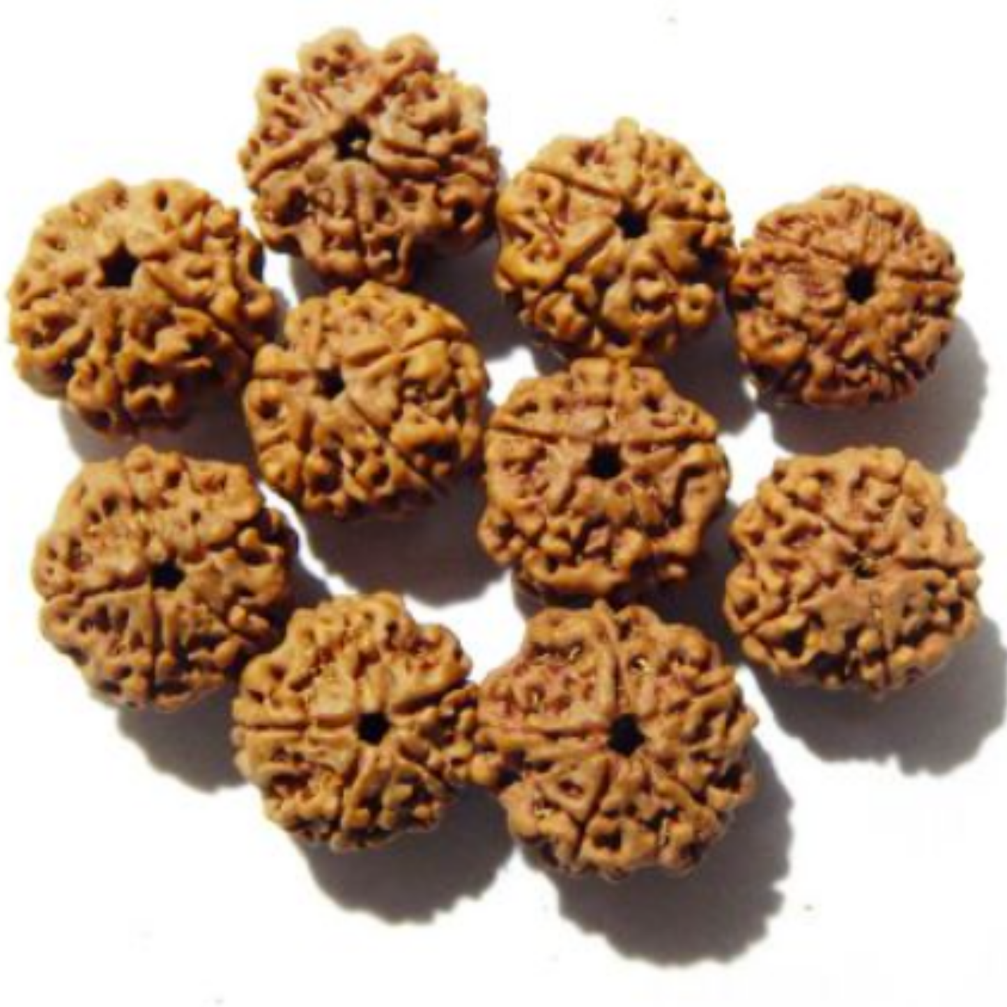 5 Mukhi Nepali Rudraksha Kantha - (54+1) [Certified | Abhimantrit - Energized | 100% Original and Natural]