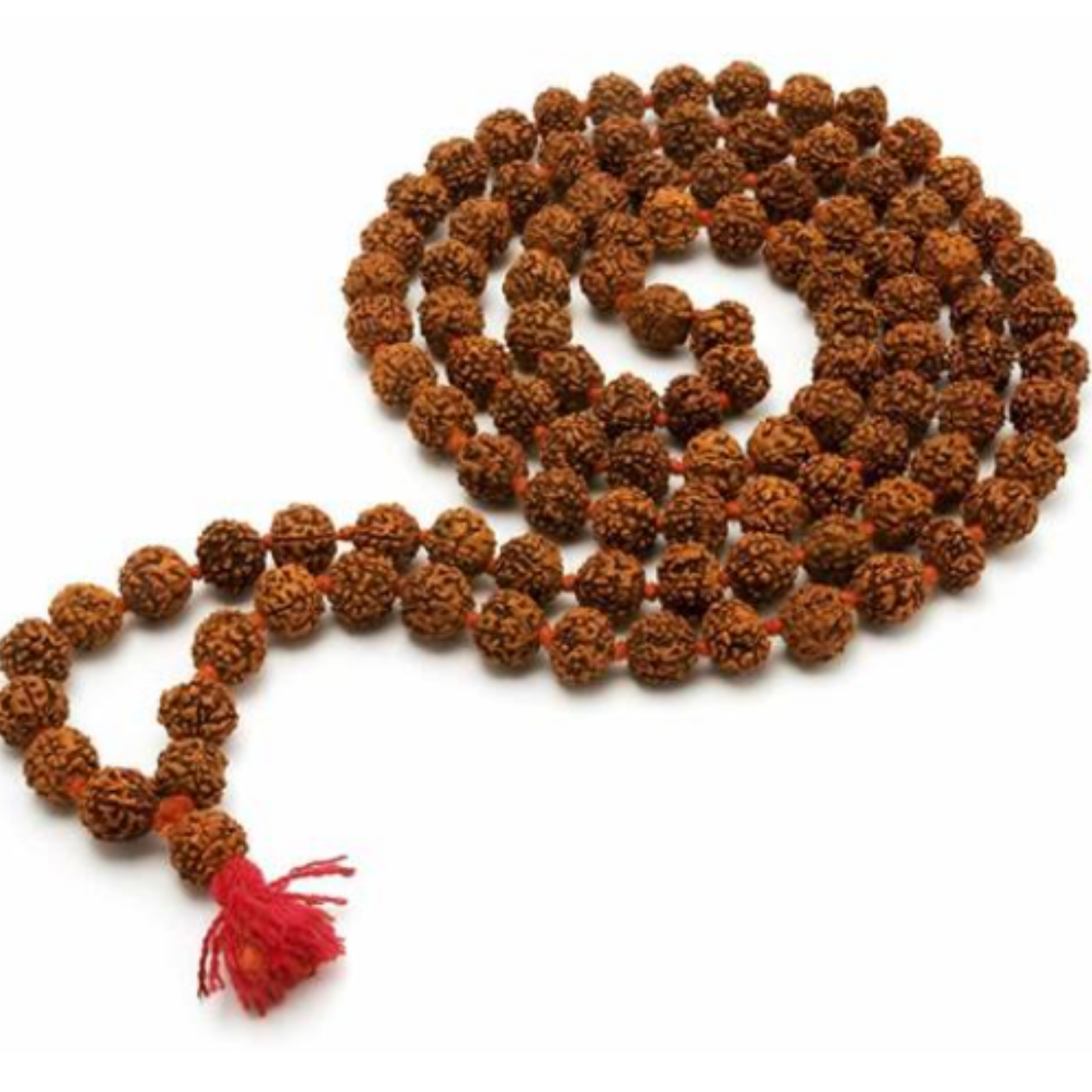 5 Mukhi Nepali Rudraksha (108+1) [Certified | Abhimantrit - Energized | 100% Original and Natural]