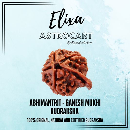 Ganesh Mukhi Rudraksha [Certified | Abhimantrit - Energized | 100% Original and Natural]