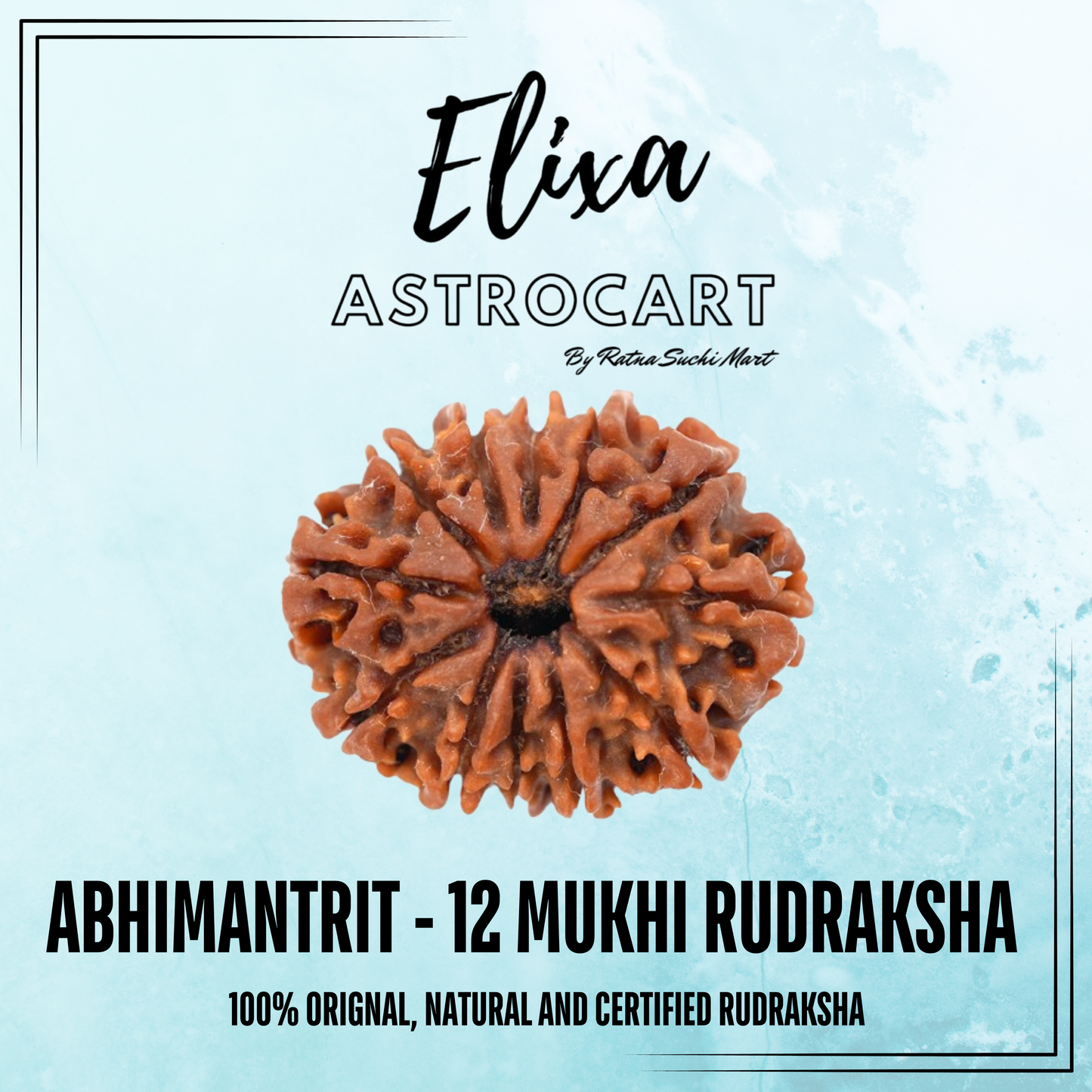 12 Mukhi Rudraksha [Certified | Abhimantrit - Energized | 100% Original and Natural]