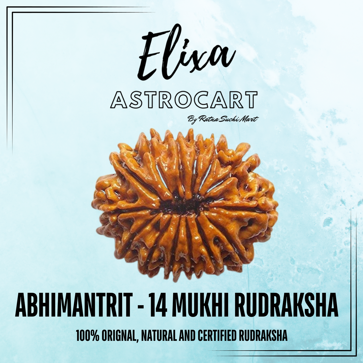 14 Mukhi Rudraksha [Certified | Abhimantrit - Energized | 100% Original and Natural]